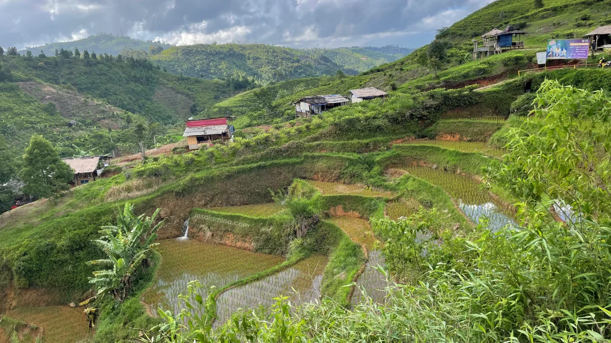 terasering sawah di Cianjur